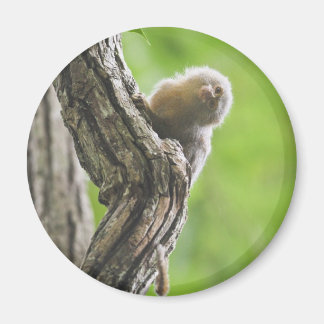 Imã Pygmy Marmoset