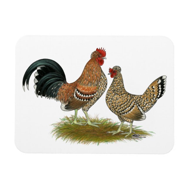 Ímã Pyncheon Bantams (Horizontal)