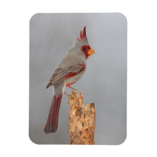 Ímã Pyrrhuloxia em um galho