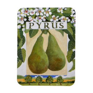 Ímã Pyrus