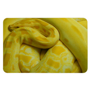 Ímã Python Amarelo