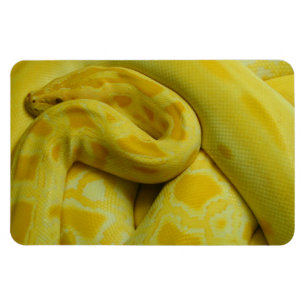 Ímã Python Amarelo Incrível