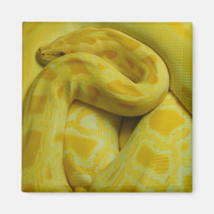 Imã Python Amarelo Incrível