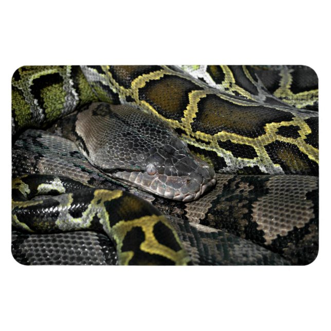 Ímã Python molurus bivittatus (Horizontal)