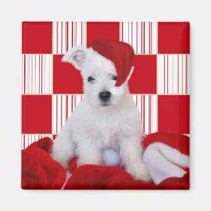 Imã Quadrados do filhote de cachorro de Westie do