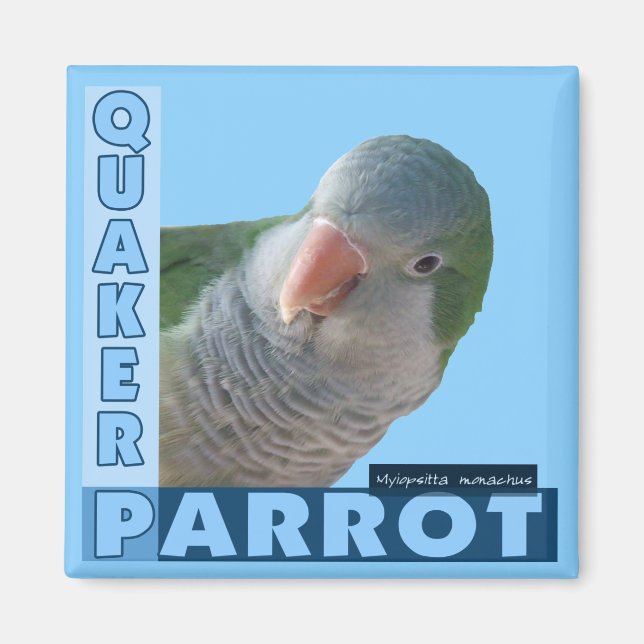 Imã Quaker Parakeet Photo (Frente)