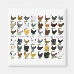 Imã Quarenta e oito Promo da galinha