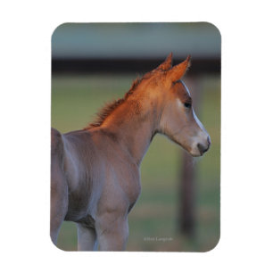 Ímã Quarter Horse Foal