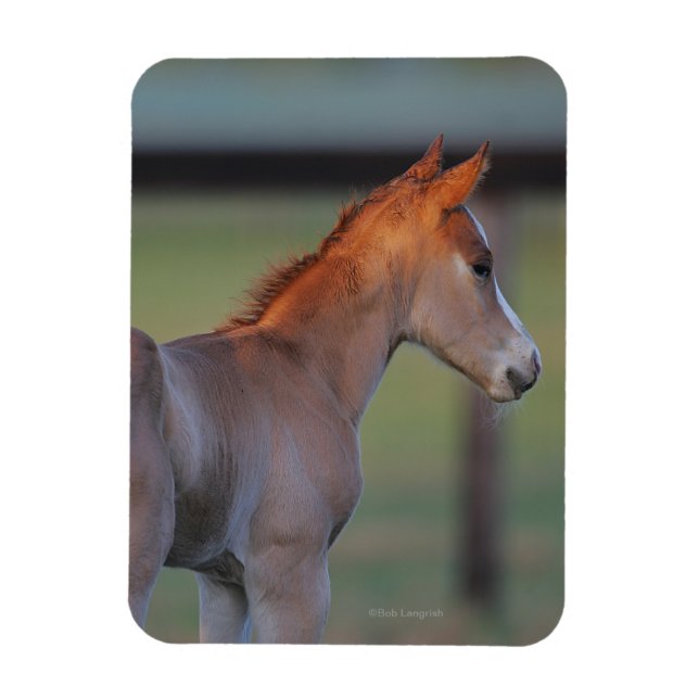 Ímã Quarter Horse Foal (Vertical)