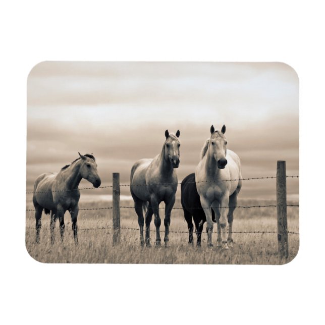 Ímã Quarter Horses On Canadian Prairie (Horizontal)