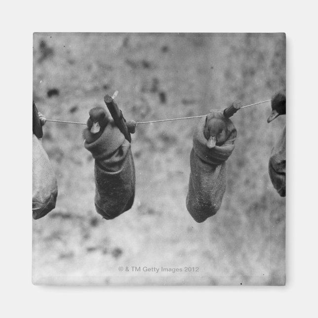 Imã Quatro filhotes de um dia pegaram do mal (Frente)