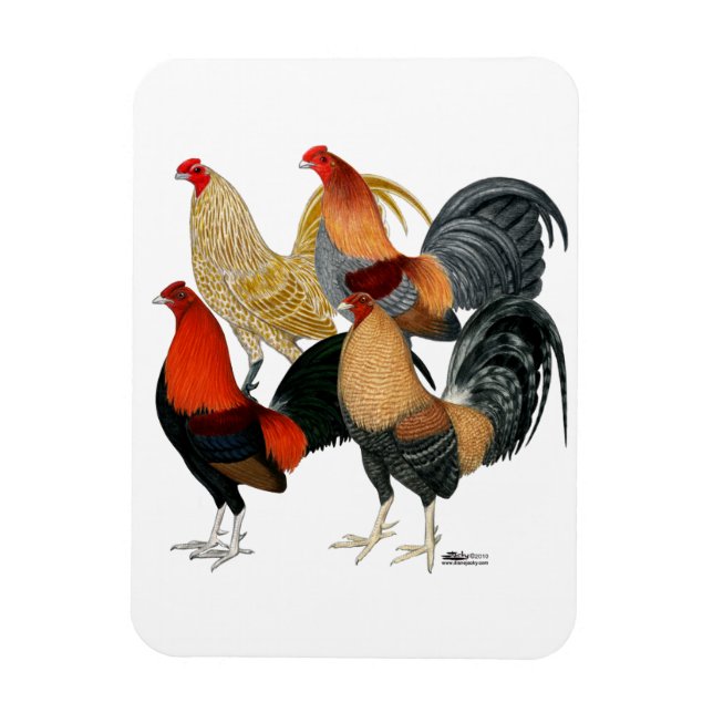 Ímã Quatro Gamecocks (Vertical)
