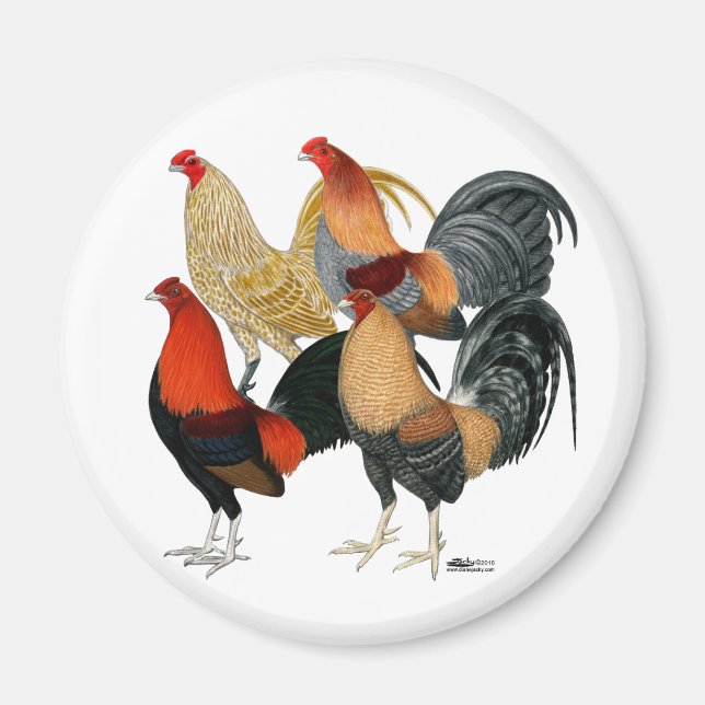 Imã Quatro Gamecocks (Frente)