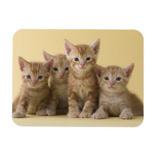 Ímã Quatro gatinhos de Shorthair do americano