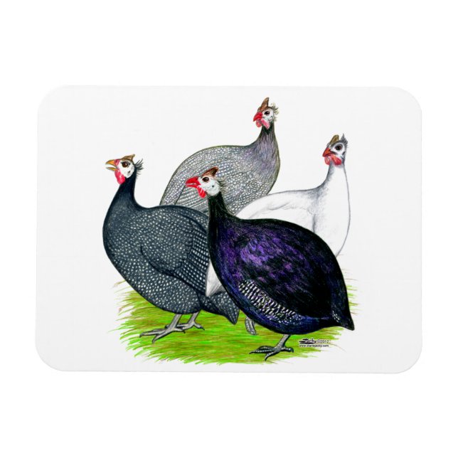 Ímã Quatro Guineas (Horizontal)