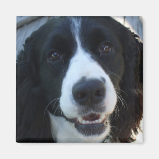 Imã Que cara, Magnet