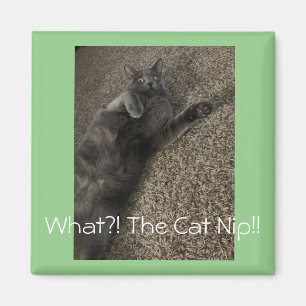 Imã "Que NIP do Gato?!"