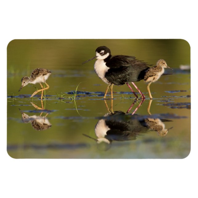 Ímã Que pintinhos bonitos (Horizontal)