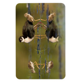 Ímã Que pintinhos bonitos