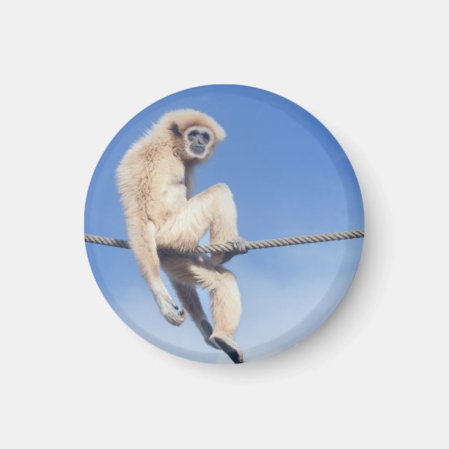Imã Quebrou Gibbon Sentado em uma Corda no Sol (Frente)