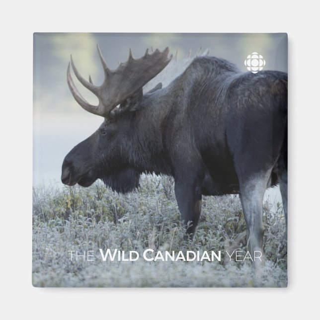 Imã Queda - Alce (Frente)