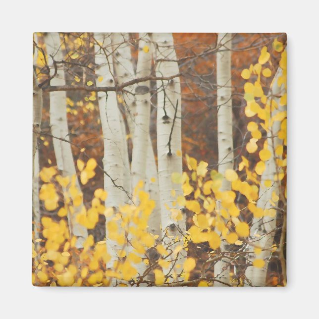 Imã Queda de Aspens (Frente)