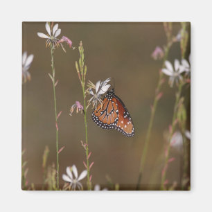 Imã Queen and milkweed