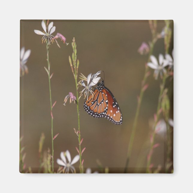 Imã Queen and milkweed (Frente)