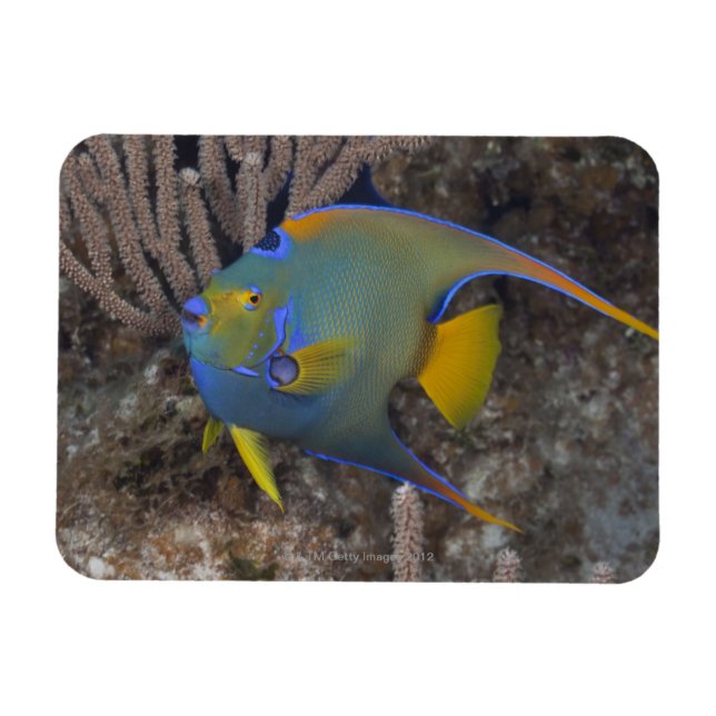 Ímã Queen Angelfish (Holacanthus ciliaris) nadando (Horizontal)