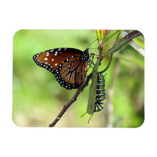 Ímã Queen Butterfly and Monarch Caterpillar