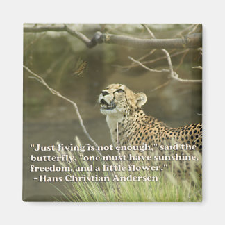 IMÃ QUEIJO E MANTEIGA