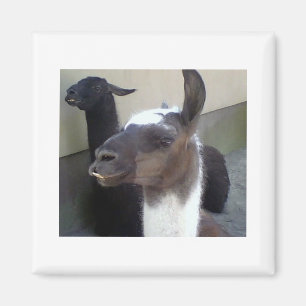 Imã Quem sou eu? imagem de Zoo Llama