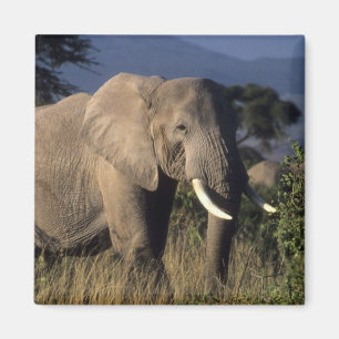Imã Quênia: Amboseli, elefante africano macho