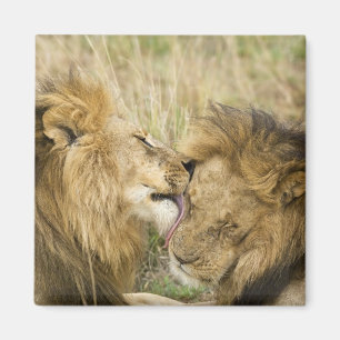 Imã Quênia, Masai Mara