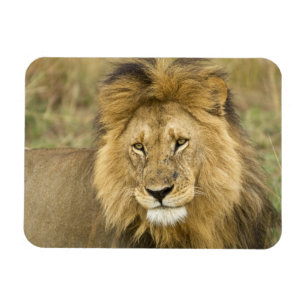 Ímã Quênia Masai Mara