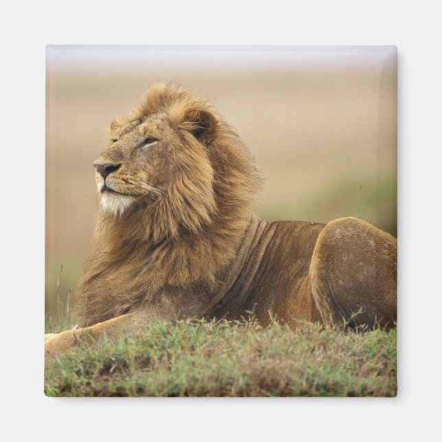 Imã Quênia, Masai Mara | Leão macho (Frente)