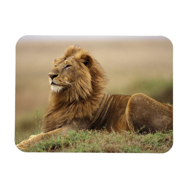 Ímã Quênia, Masai Mara | Leão macho (Horizontal)