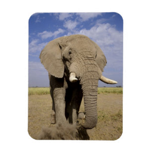 Ímã Quênia: Parque Nacional de Amboseli, elefante mach