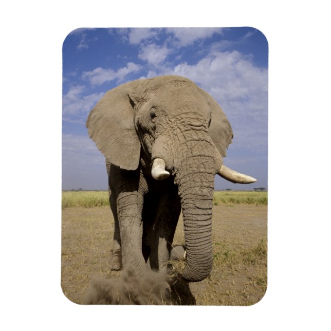 Ímã Quênia: Parque Nacional de Amboseli, elefante mach (Vertical)