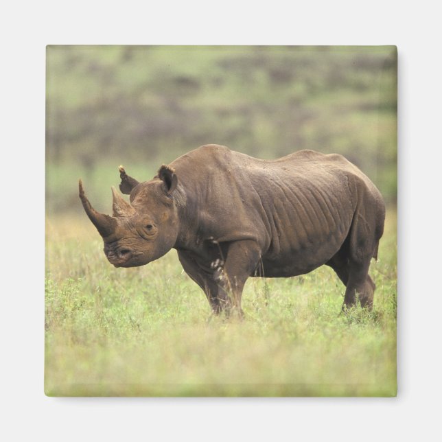Imã Quênia, Parque Nacional de Nairobi. Rinoceronte Pr (Frente)