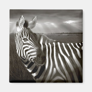 Imã Quênia. Preto e branco de zebra e planície.