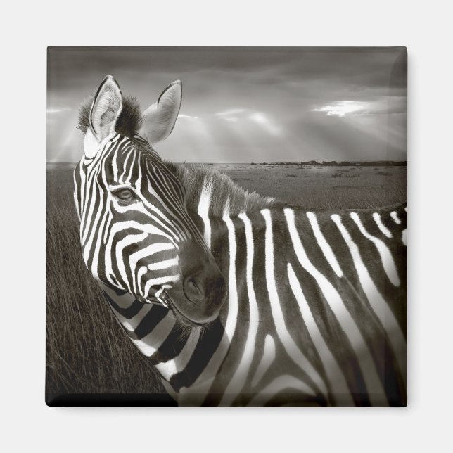 Imã Quênia. Preto e branco de zebra e planície. (Frente)