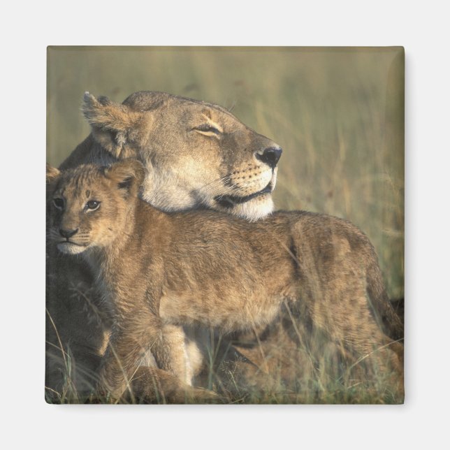Imã Quênia, Reserva de Caça Masai Mara, Leoa (Frente)