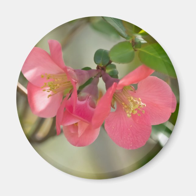 Imã Quince Florescendo Rosa (Frente)
