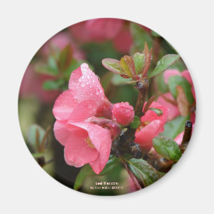 Imã Quince Florindo Rosa de Primavera