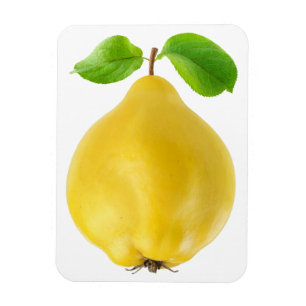 Ímã Quince fruta
