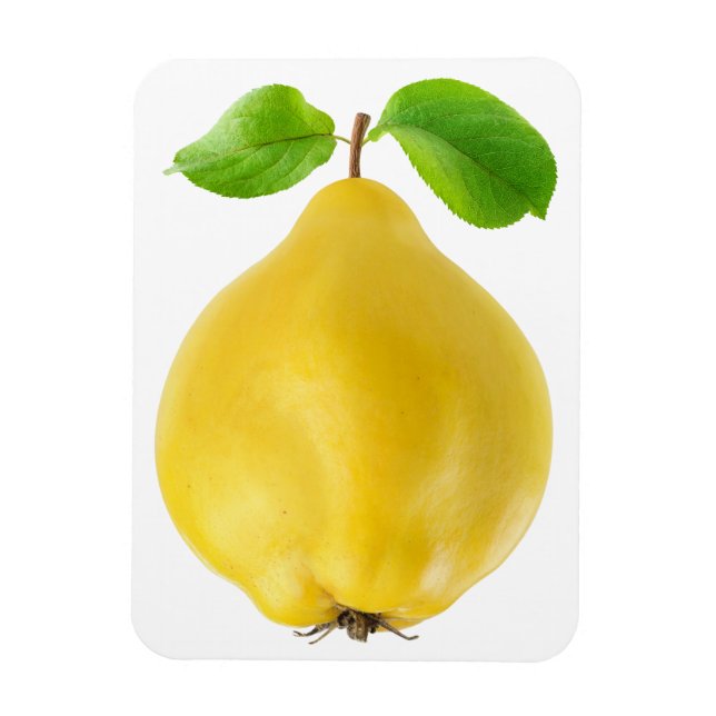 Ímã Quince fruta (Vertical)