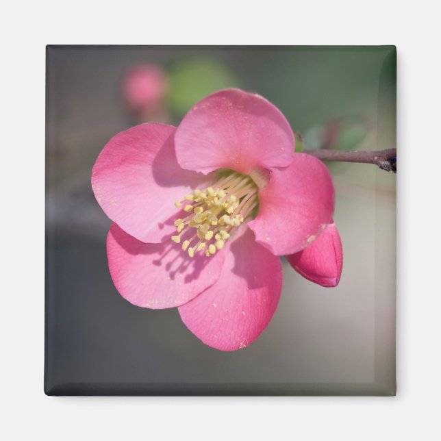 Imã Quince Rosa Perfeito em Flor (Frente)