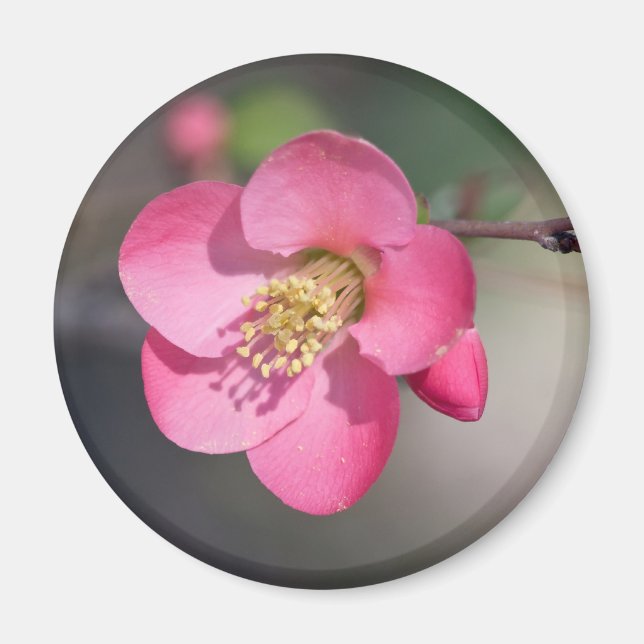 Imã Quince Rosa Perfeito em Flor (Frente)