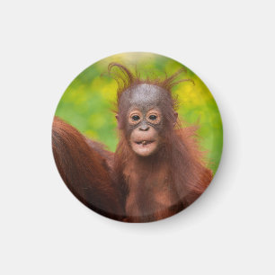 Imã Quirky Charm de um Bebê Orangutan